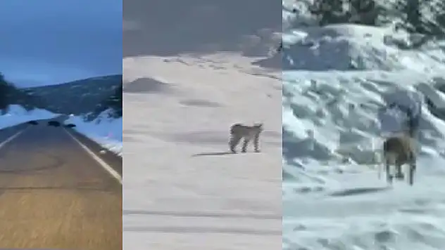 Konya'da sürücüler dondurucu soğuklarda yiyecek arayan yaban hayvanlarını görüntüledi
