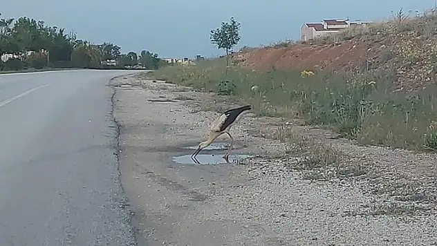 Konya'da sürüsünden kopan leylek yol kenarındaki su birikintisinden susuzluğunu giderdi

