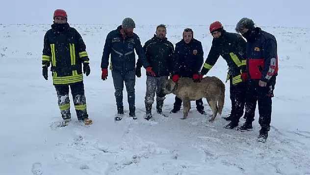 Konya'da sürüye saldıran kurtları kovalarken kuyuya düşen köpek kurtarıldı
