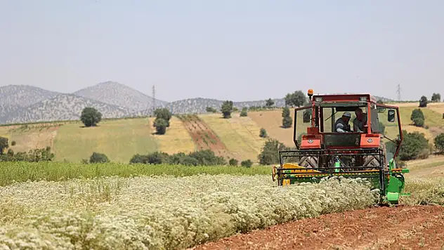 Konya'da susuz tarım yöntemiyle yetiştirilen kekiklerin hasadı yapıldı
