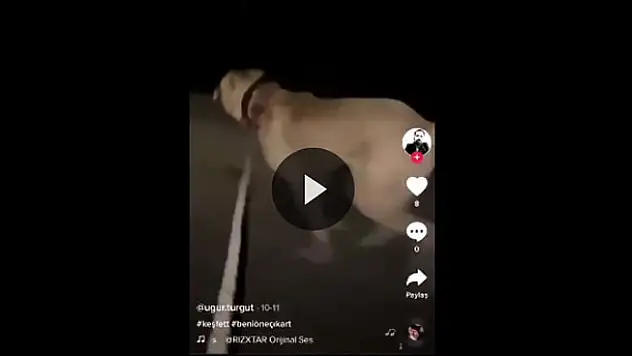 Konya'da süt kazanında banyo yapan şahsın bir köpeğe eziyet ettiği görüntüler ortaya çıktı!