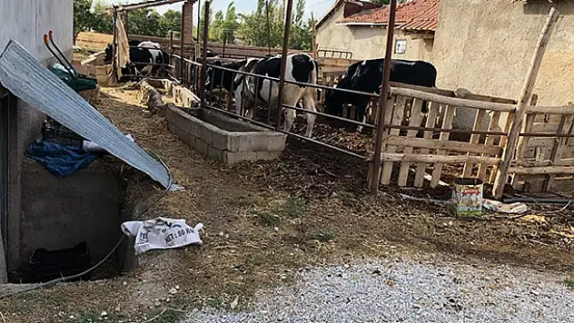 Konya'da süt sağma makinesinde elektrik akımına kapılan kadın öldü