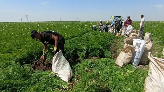Konya'da tarım işçileri ekmek paraları için 40 derecede tarlada mesai yapıyor
