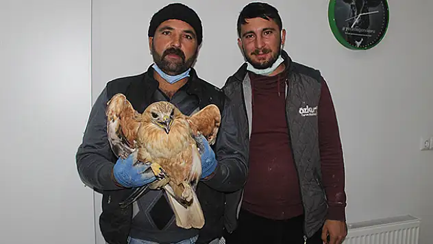 Konya'da tarım işçileri tarafından bulunan yaralı kartal tedavi altına alındı