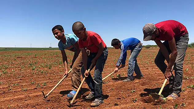 Konya'da tarım işçilerinin sıcak altında ekmek kavgası