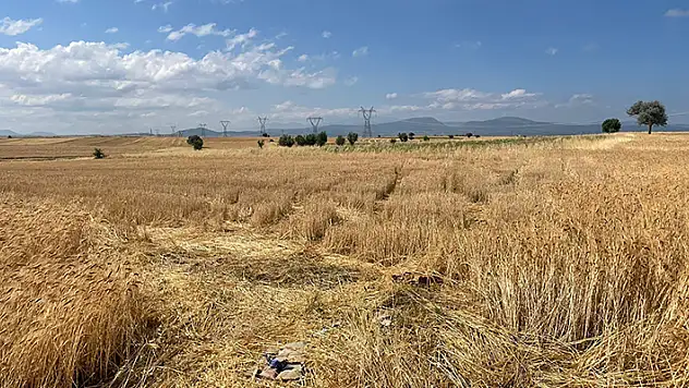 Konya'da tarlada ekili 30 bin liralık buğday çalındı
