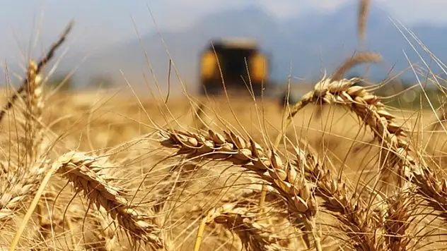 Konya'da tarladan 8 ton buğdayı hasat ederek çalan şüpheliler yakalandı: 5 şüpheliden 1'i tutuklandı
