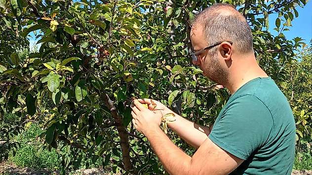 Konya'da tarlalar mercek altında: Ekipler sahada