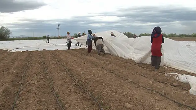 Konya'da tarlalarda çapa mesaisi başladı