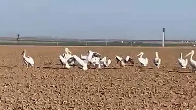 Konya'da tarlayı pelikanlar bastı! İşte o anlar