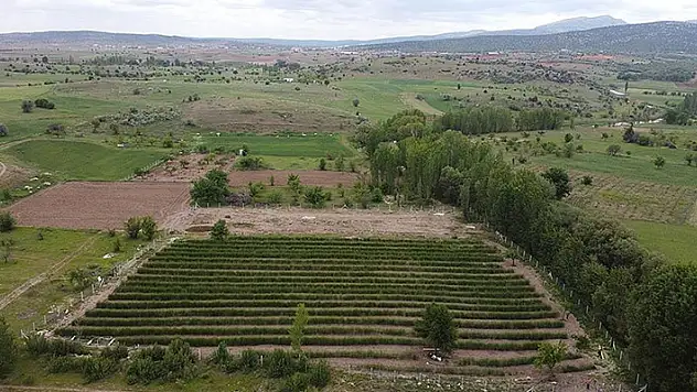 Konya'da üretilen kuşkonmaz Avrupa'da sofraları süsleyecek