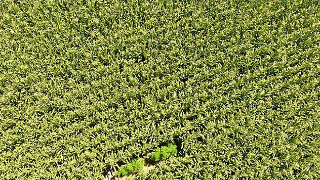 Konya'da uyuşturucu operasyonu! Mısır tarlaları arasına ekilmiş kenevirler drone ile tespit edildi