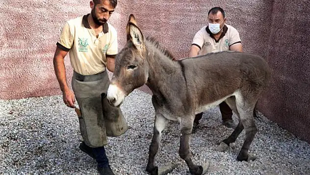 Konya'da uzayan tırnakları nedeniyle ayakta duramayan eşeğe belediye sahip çıktı
