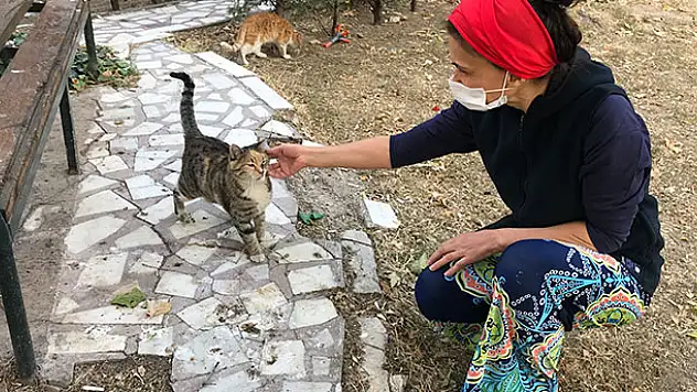 Konya'da vahşet! 4 kediyi öldürdüler