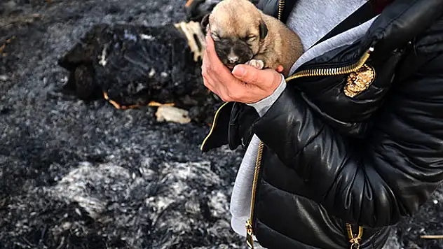 Konya'da vahşet! Kulübesi yakılarak telef edilmiş 9 yavru köpek bulundu