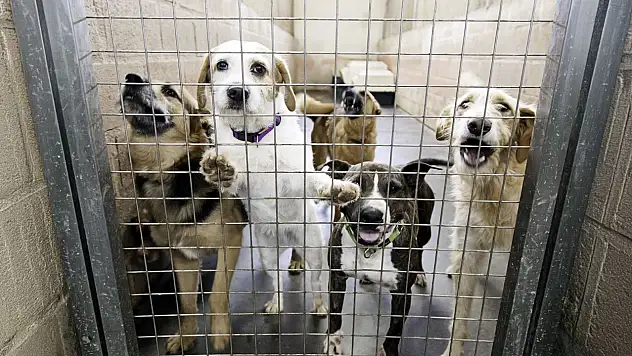 Konya'da vatandaşı ısıran köpeğin sahibine 108 bin lira ceza