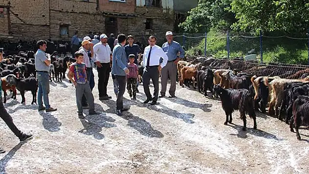 Konya'da vatandaşlara 300 Kilis keçisi dağıtıldı