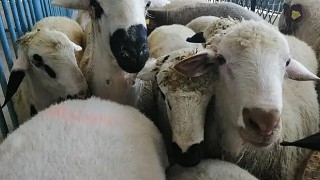 Konya'da veba karantinası! Giriş ve çıkışlar kapatıldı