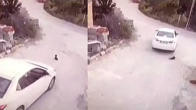 Konya'da vicdanları sızlatan görüntü! Cani sürücü göz göre göre yavru köpeğin üzerinden geçti! O anlar kamerada
