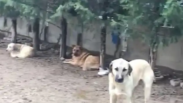 Konya'da villada uygunsuz koşullarda tutulan 16 köpek korumaya alındı
