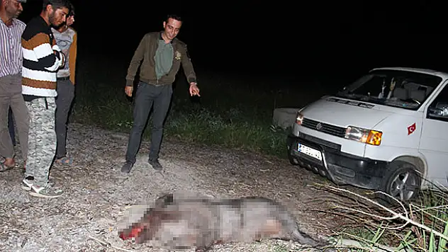 Konya'da yaban domuzu kazaya sebep oldu: 5 yaralı