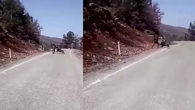 Konya'da yaban domuzunu görüntülemek isterken saldırıya uğrayan kişi canını zor kurtardı