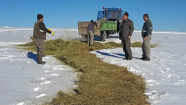 Konya'da yaban hayvanları için kar üzerine yem bırakıldı