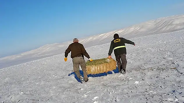 Konya'da yaban hayvanlarına yem bırakıldı