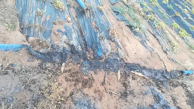 Konya'da yakılan anızlar çilek bahçelerine zarar verdi
