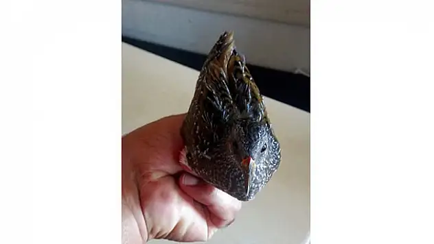 Konya'da yaralı bıldırcın kılavuzu kuşu tedavi ediliyor