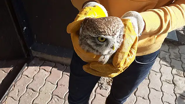 Konya'da yaralı bulunan baykuş tedavi altına alındı