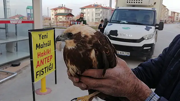 Konya'da yaralı bulunan çöl şahini tedavi altına alındı