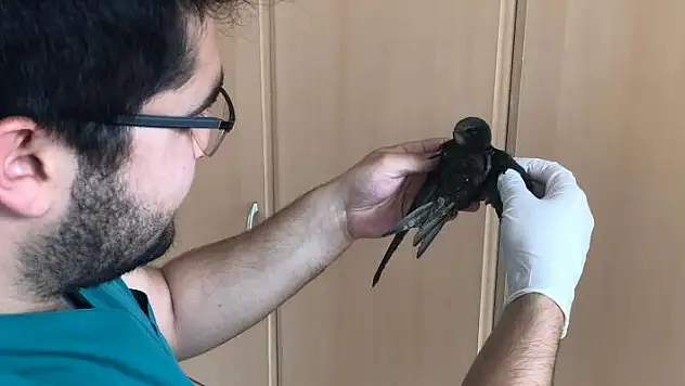Konya'da yaralı bulunan ebabil kuşu tedavi altına alındı

