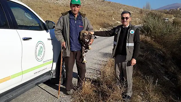 Konya'da yaralı bulunan kartal koruma altına alındı