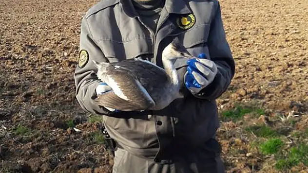 Konya'da yaralı bulunan kuş koruma altına alındı