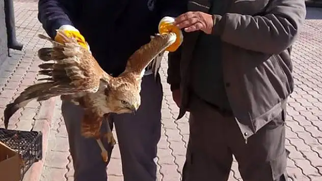 Konya'da yaralı bulunan şahin koruma altında