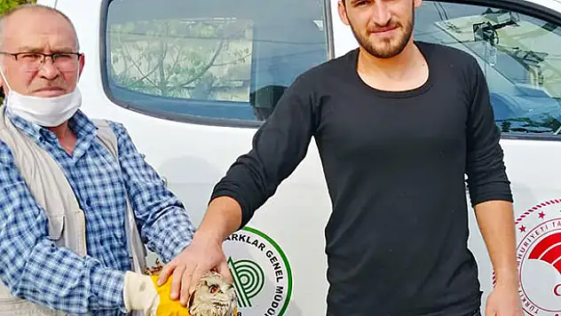 Konya'da yaralı halde bulunan baykuş ve bıldırcın kılavuzu tedavi altına alındı