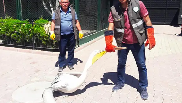 Konya'da yaralı halde bulunan pelikan koruma altına alındı
