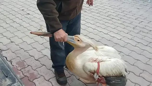 Konya'da yaralı halde bulunan pelikan tedaviye alındı