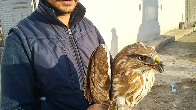 Konya'da yaralı kızıl şahin tedavi altına alındı