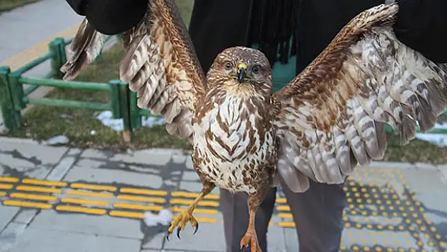 Konya'da yaralı kızıl şahin tedaviye alındı