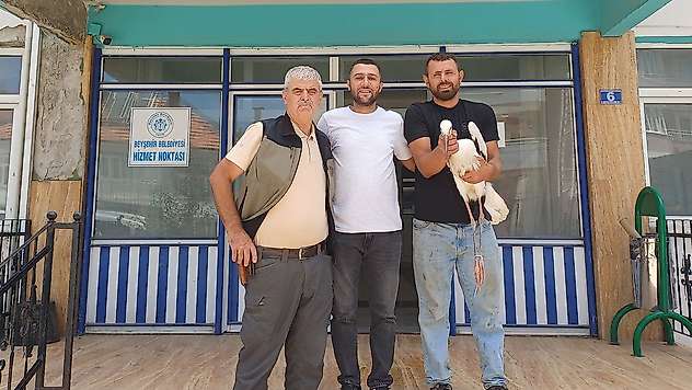 Konya'da yaralı leylek için seferber olundu