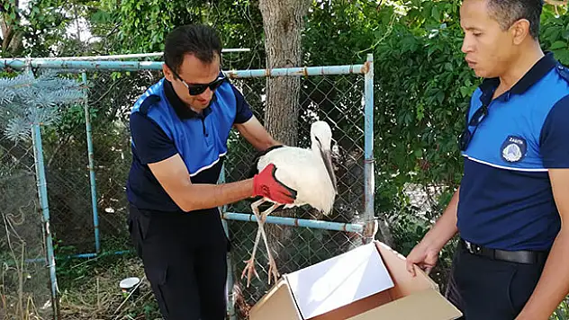 Konya'da yaralı leylek koruma altına alındı