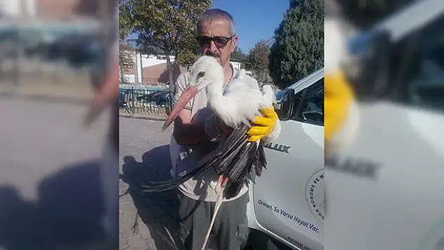 Konya'da yaralı leylek koruma altında
