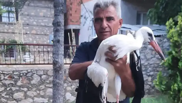 Konya'da yaralı olarak bulunan leylek koruma altına alındı
