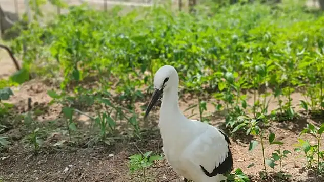 Konya'da yaralı olarak bulunan leylek tedaviye alındı

