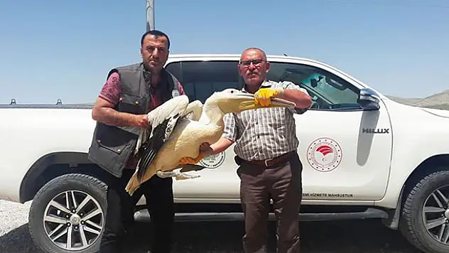 Konya'da yaralı pelikan koruma altına alındı