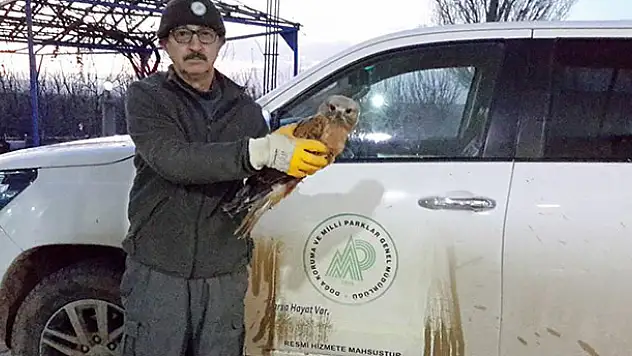Konya'da yaralı şahin koruma altına alındı