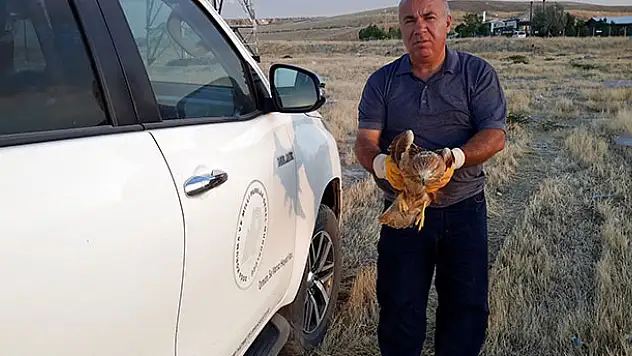 Konya'da yaralı şahin koruma altına alındı