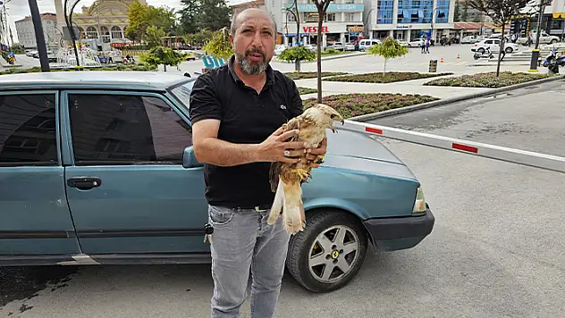 Konya'da yaralı şahin tedavi altına alındı
